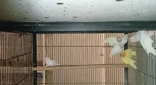 Albino red eye, 7 to 8 months breader male available
