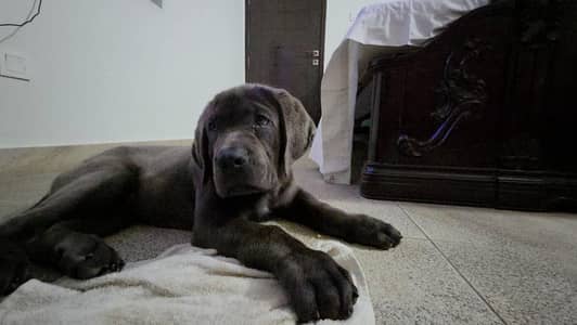 cane Corso imported male puppies available