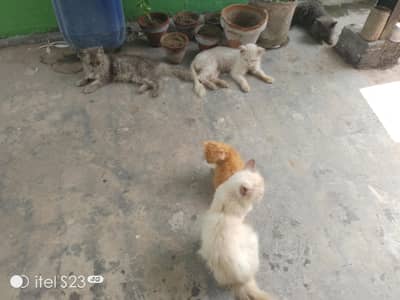 too  males and too male cats ek female cate available