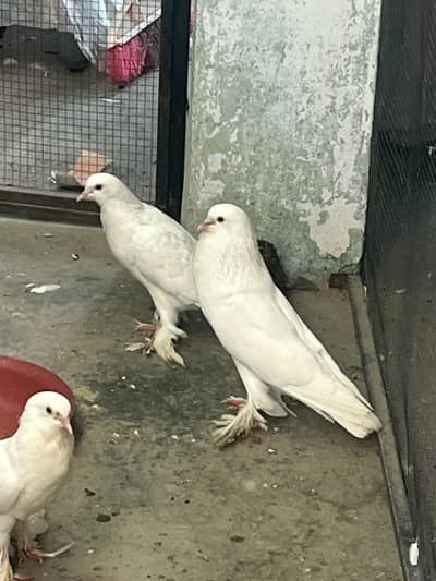 Ghubara pegion kabootar