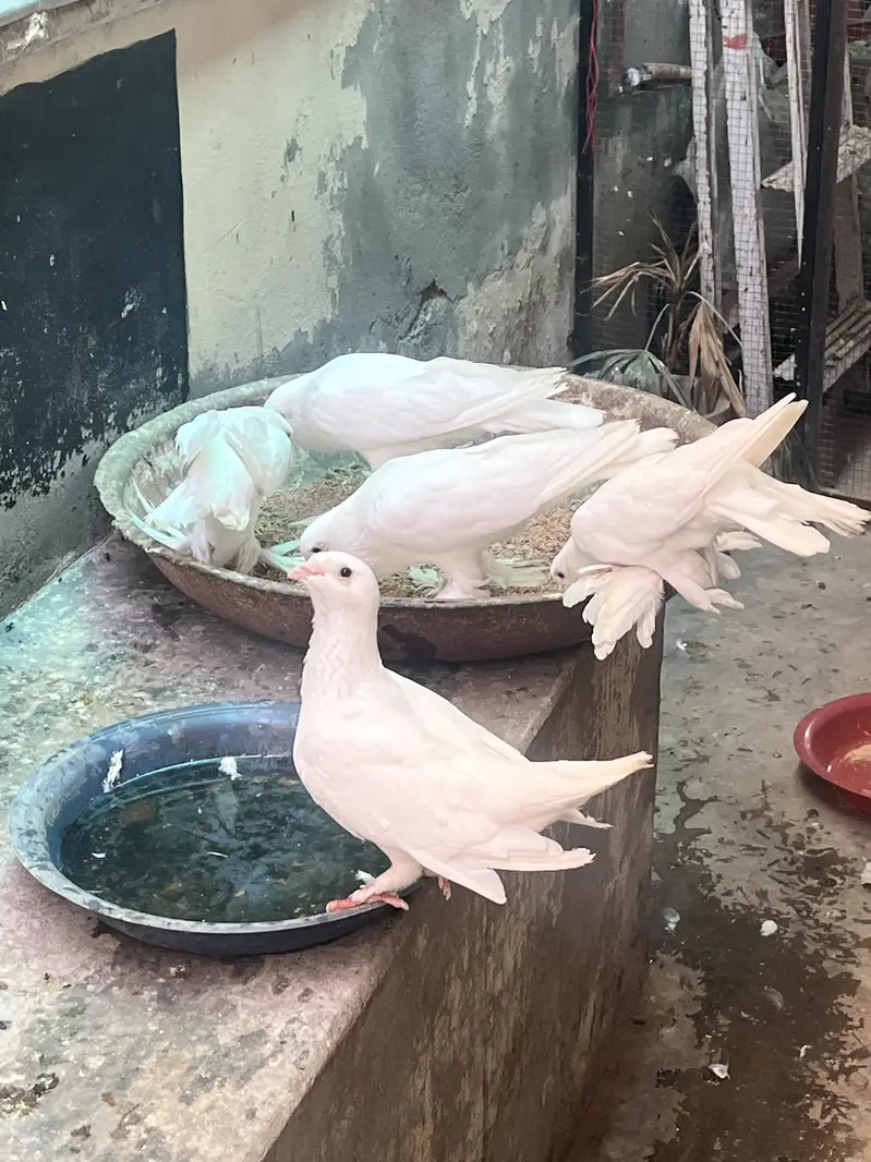 Ghubara pegion kabootar — photo 2