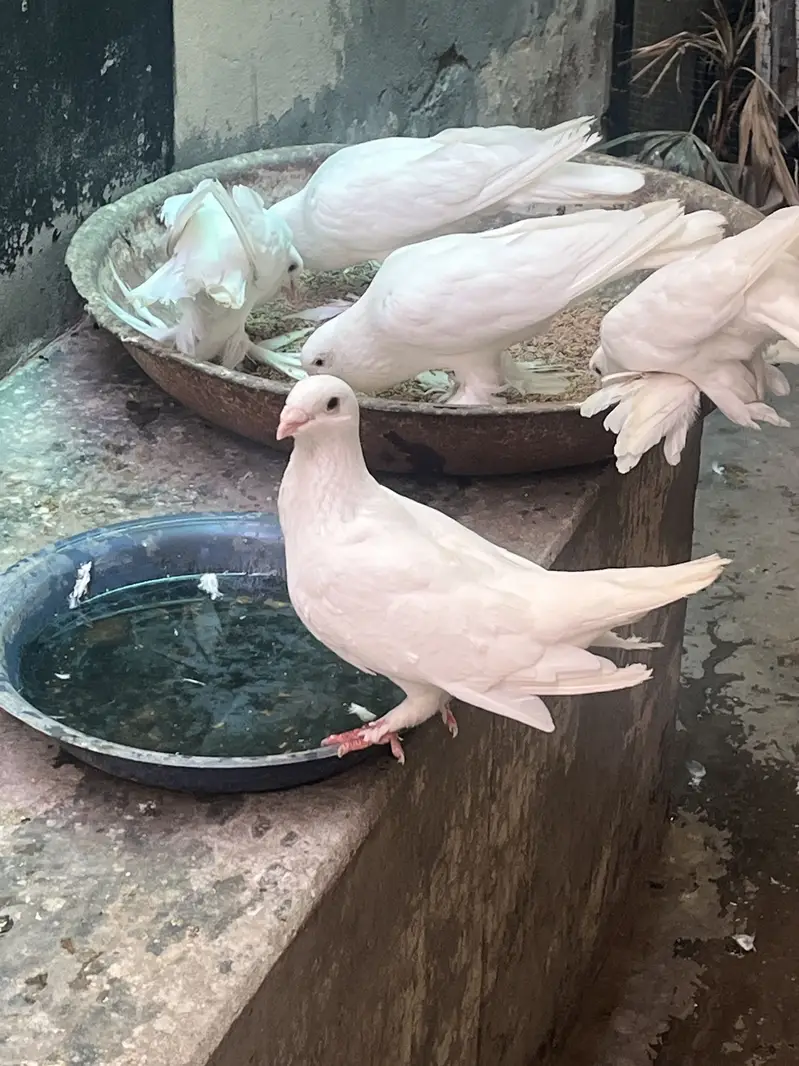 Ghubara pegion kabootar — photo 3
