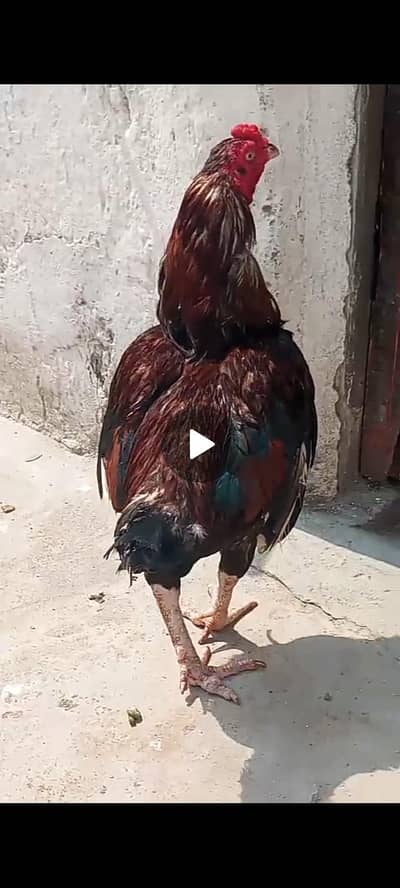 amoroha aseel patha Whatsapp number 03199458598