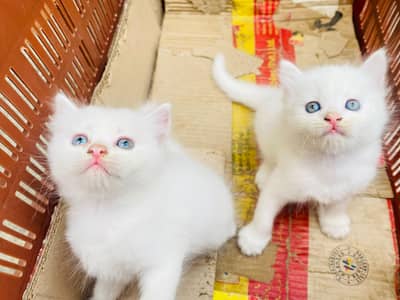 Persian kitten for sale