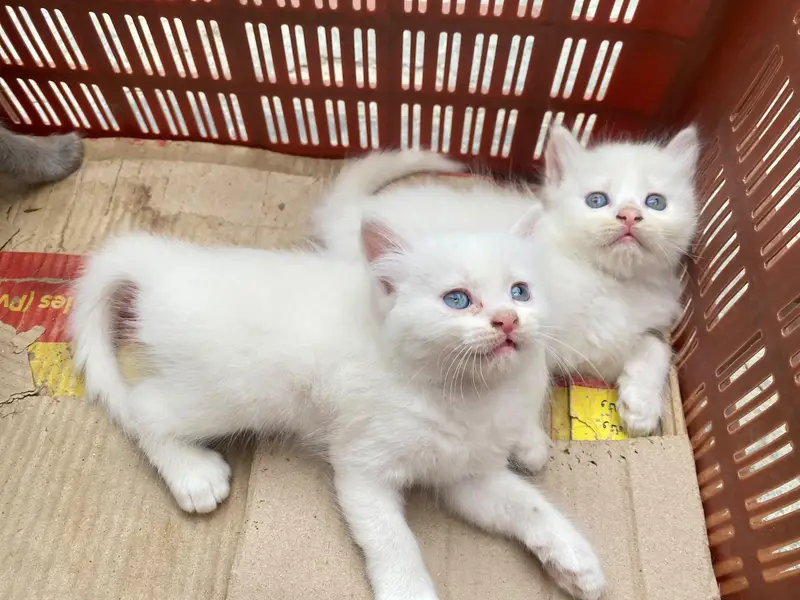 Persian kitten for sale — photo 2