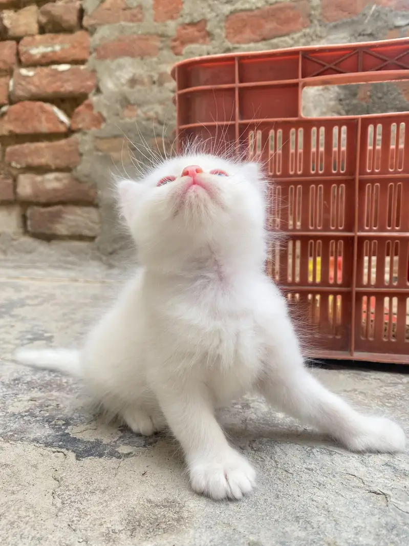 Persian kitten for sale — photo 3