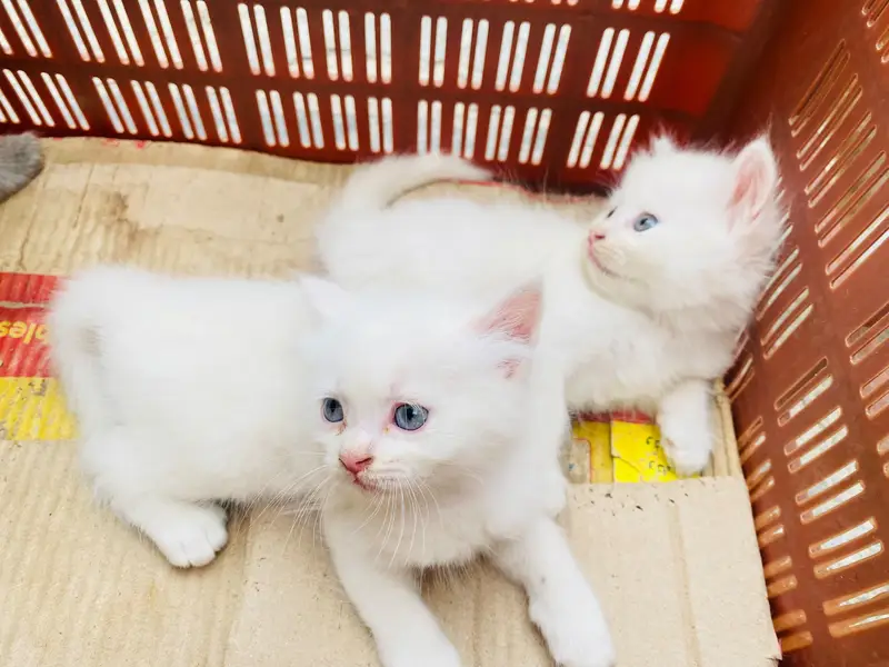 Persian kitten for sale — photo 4