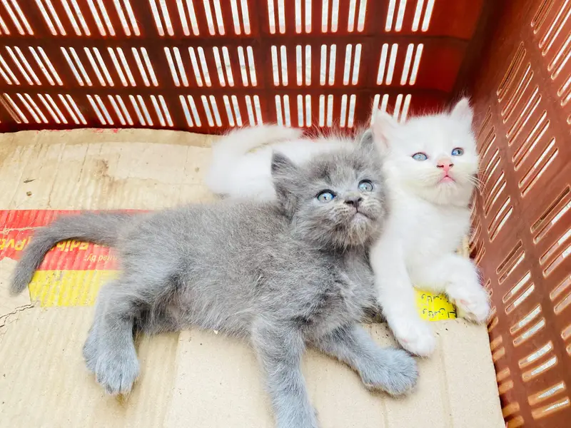 Persian kitten for sale — photo 5