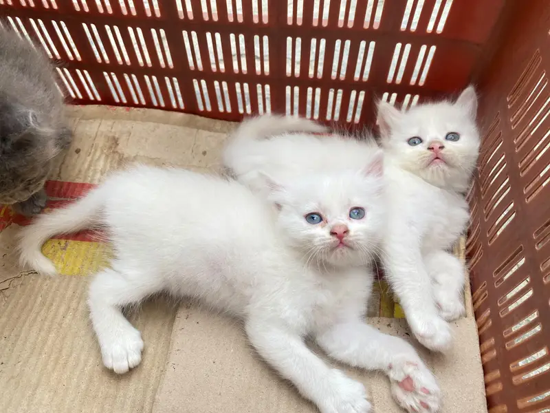 Persian kitten for sale — photo 6