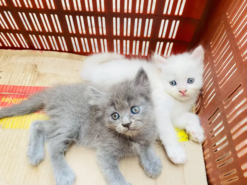 Persian kitten for sale — photo 7