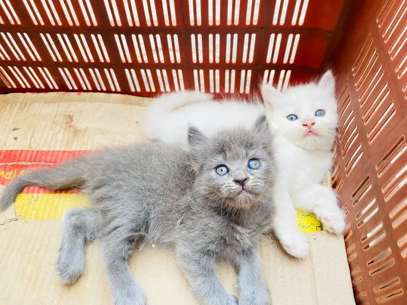 Persian kitten for sale — photo 8