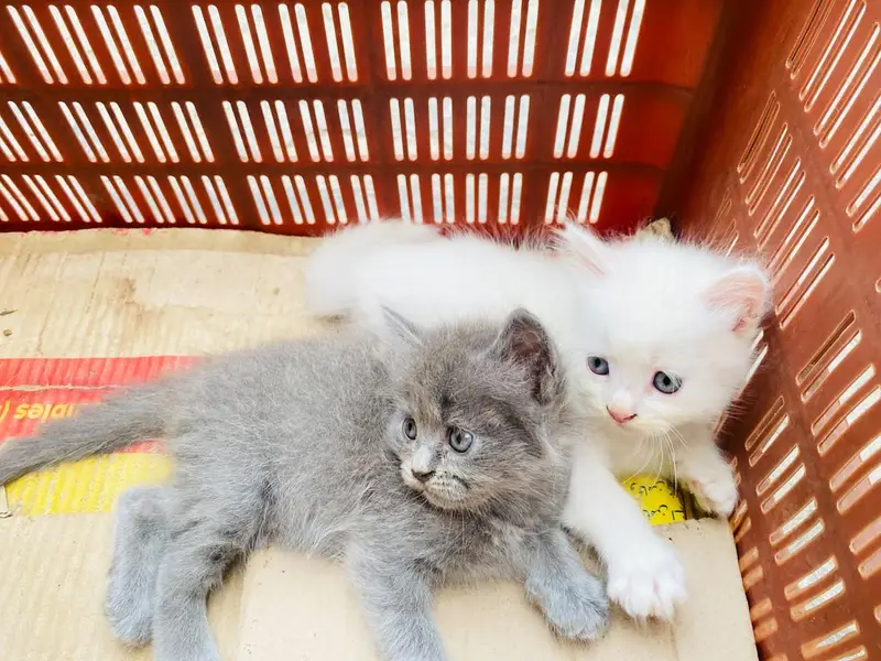 Persian kitten for sale — photo 9