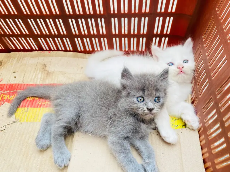 Persian kitten for sale — photo 10