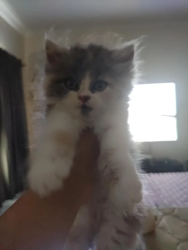 calico female kitten — photo 2