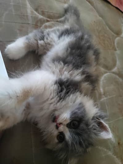 calico female kitten