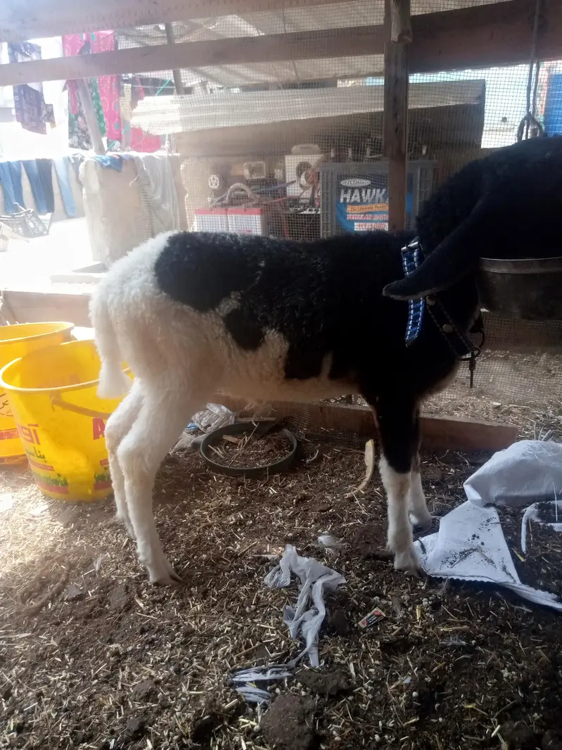 Assalam o Ali kum dumba for sale hai — photo 3