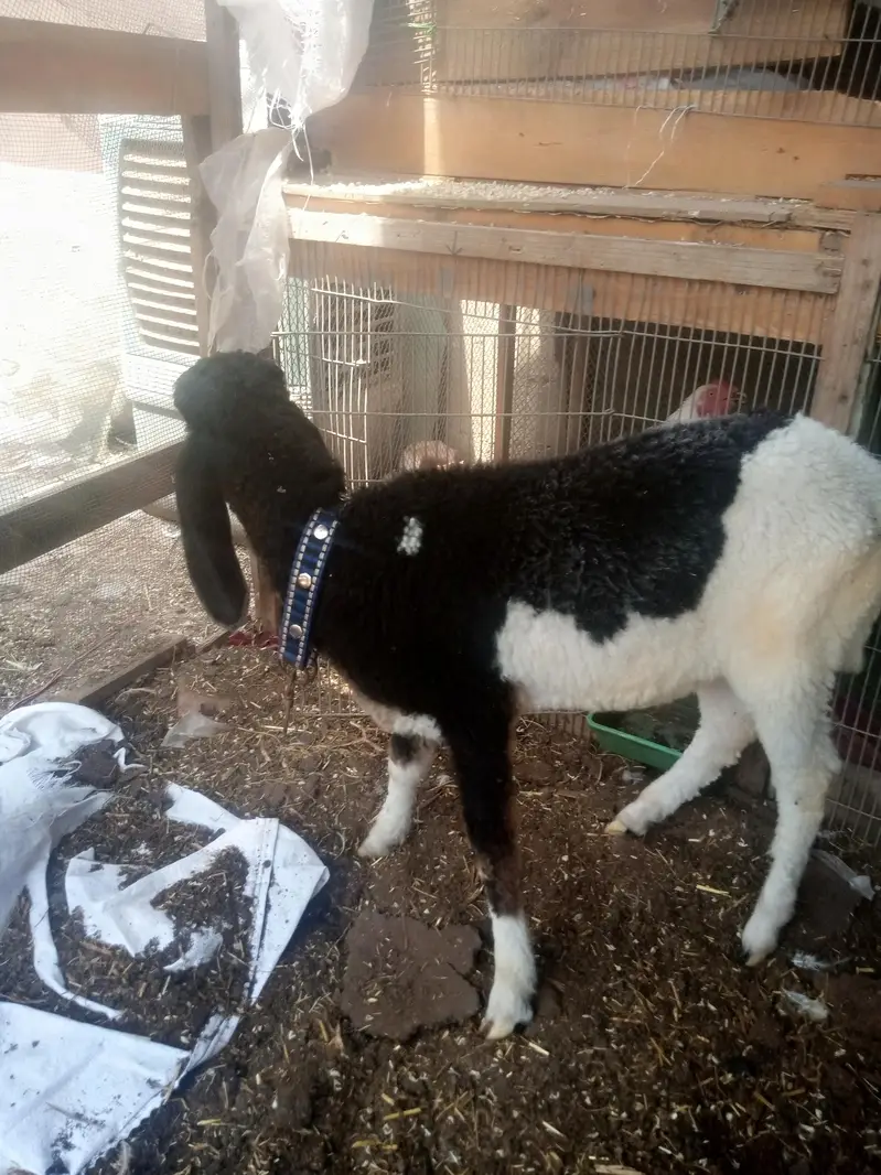 Assalam o Ali kum dumba for sale hai — photo 5
