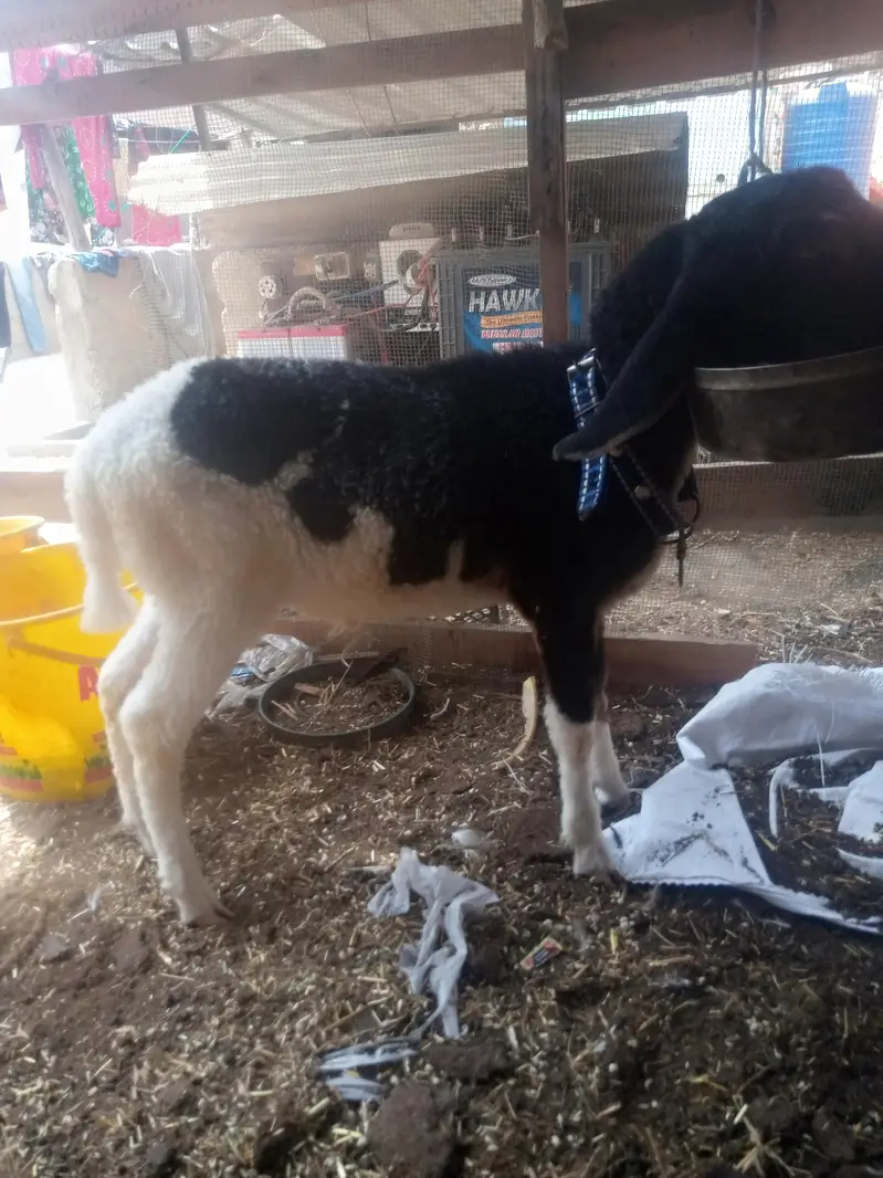 Assalam o Ali kum dumba for sale hai — photo 7