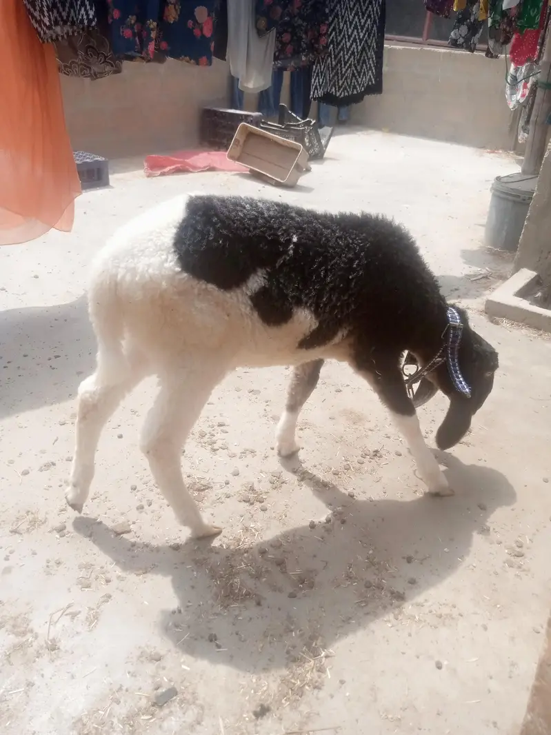 Assalam o Ali kum dumba for sale hai — photo 10