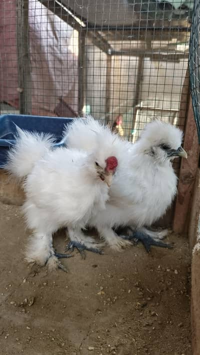 white silkie pair