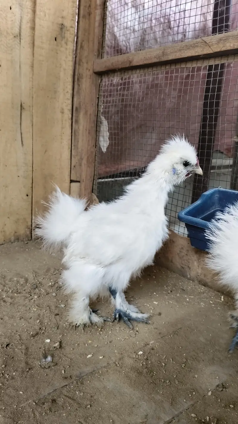 white silkie pair — photo 2