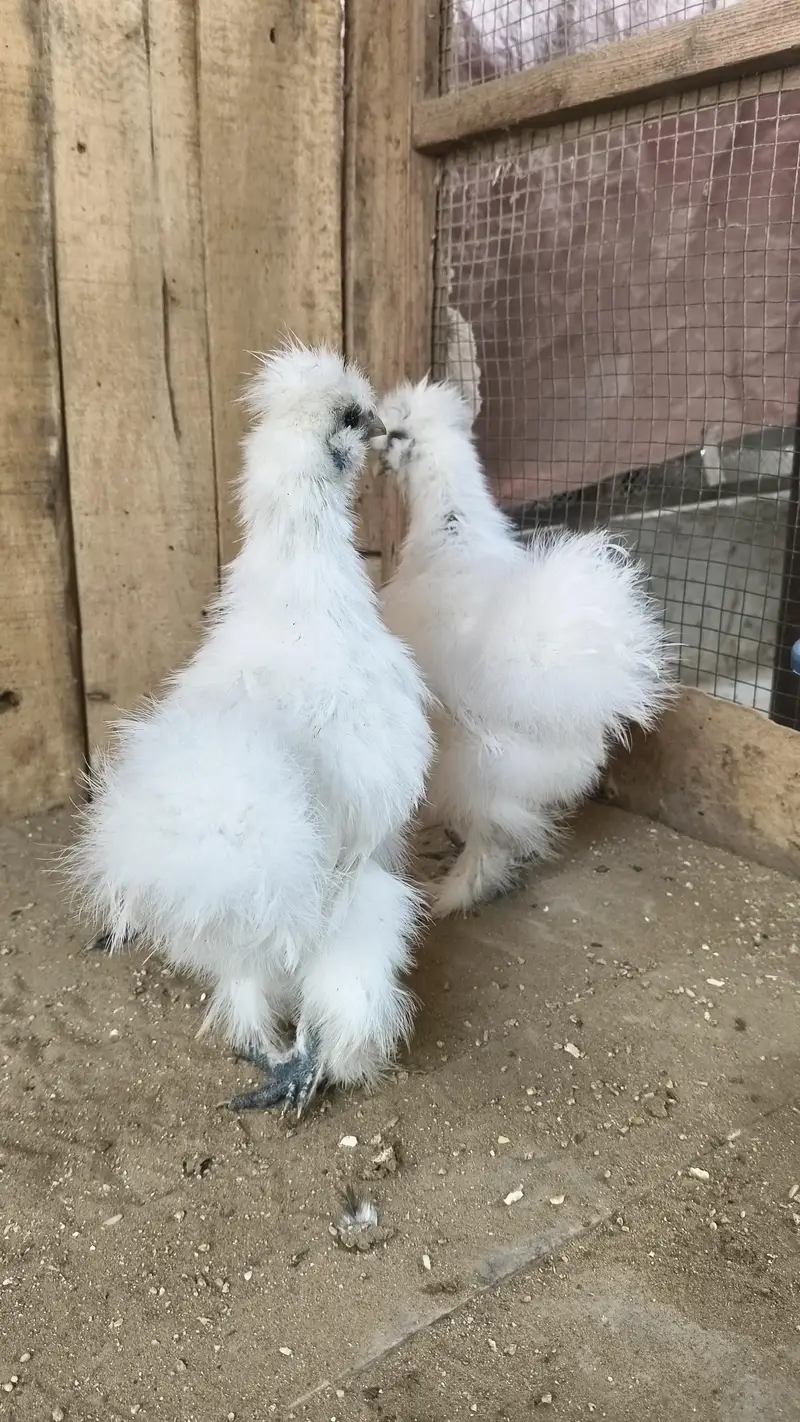 white silkie pair — photo 3