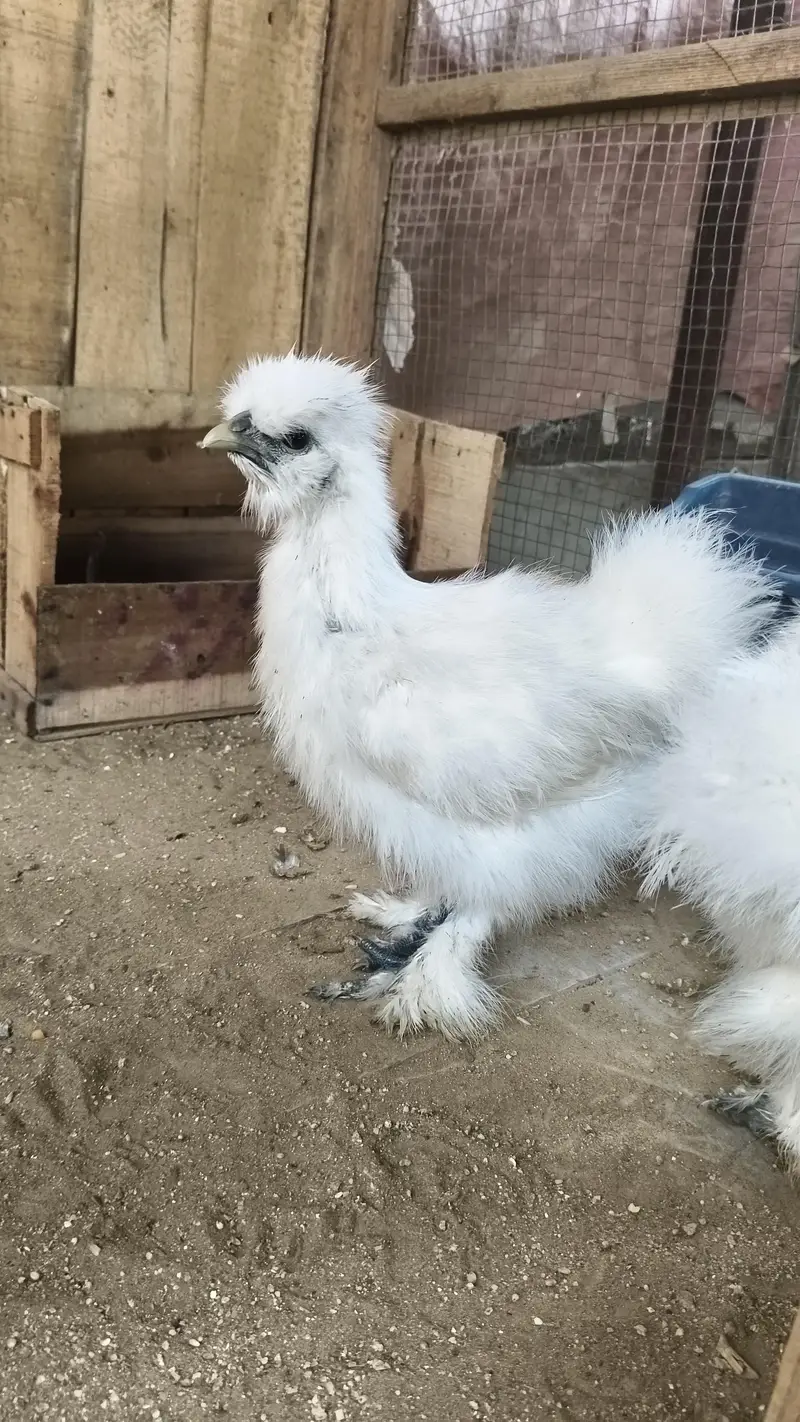 white silkie pair — photo 4