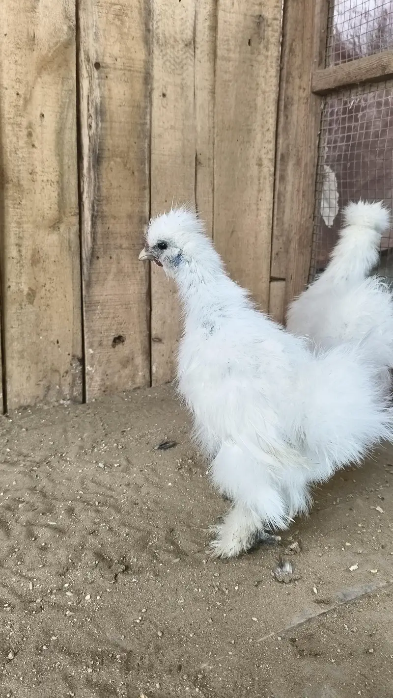 white silkie pair — photo 5