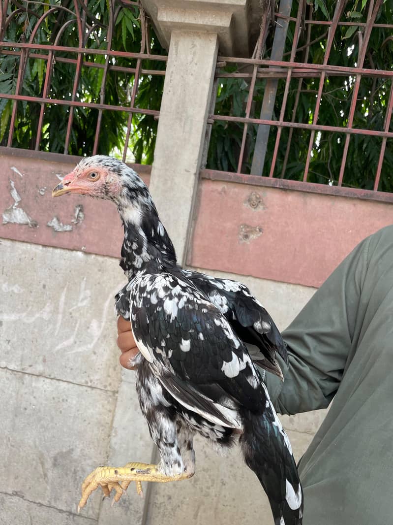 Mianwali aseel pathi 5