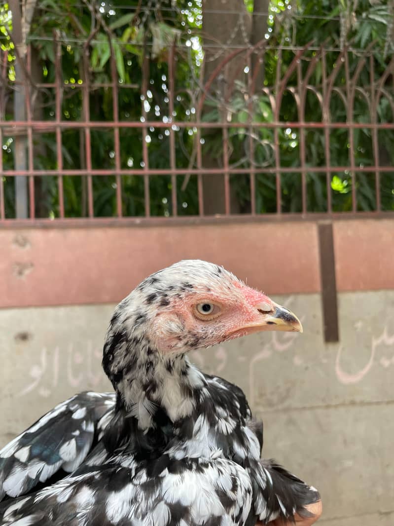 Mianwali aseel pathi 7