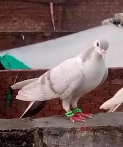Breeder Male 03227423050 Whatsapp