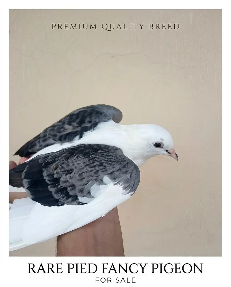 Sherazi and Fantail for sale ! — photo 5