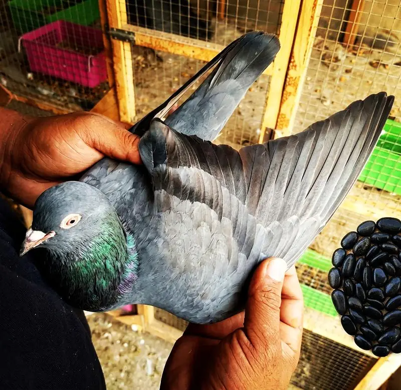 Sherazi and Fantail for sale ! — photo 6