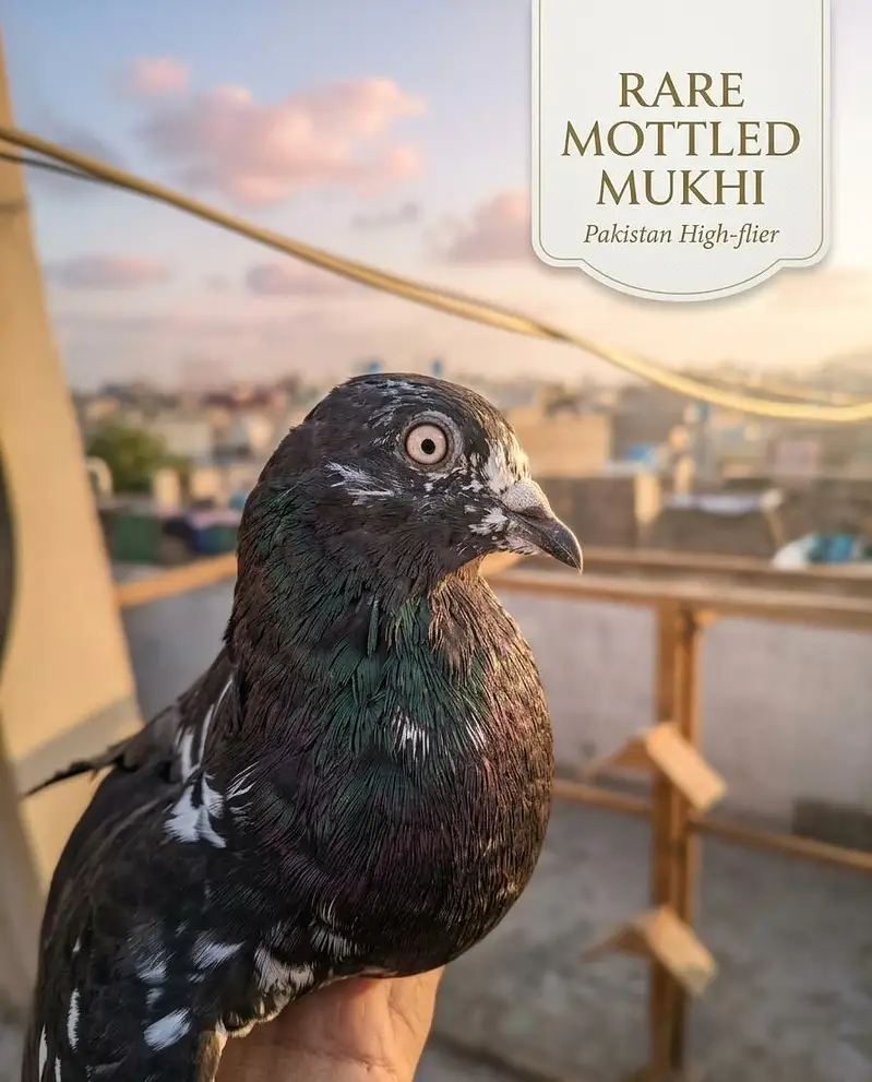 Sherazi and Fantail for sale ! — photo 7