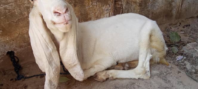 2 gulabi female for sale urgent sale