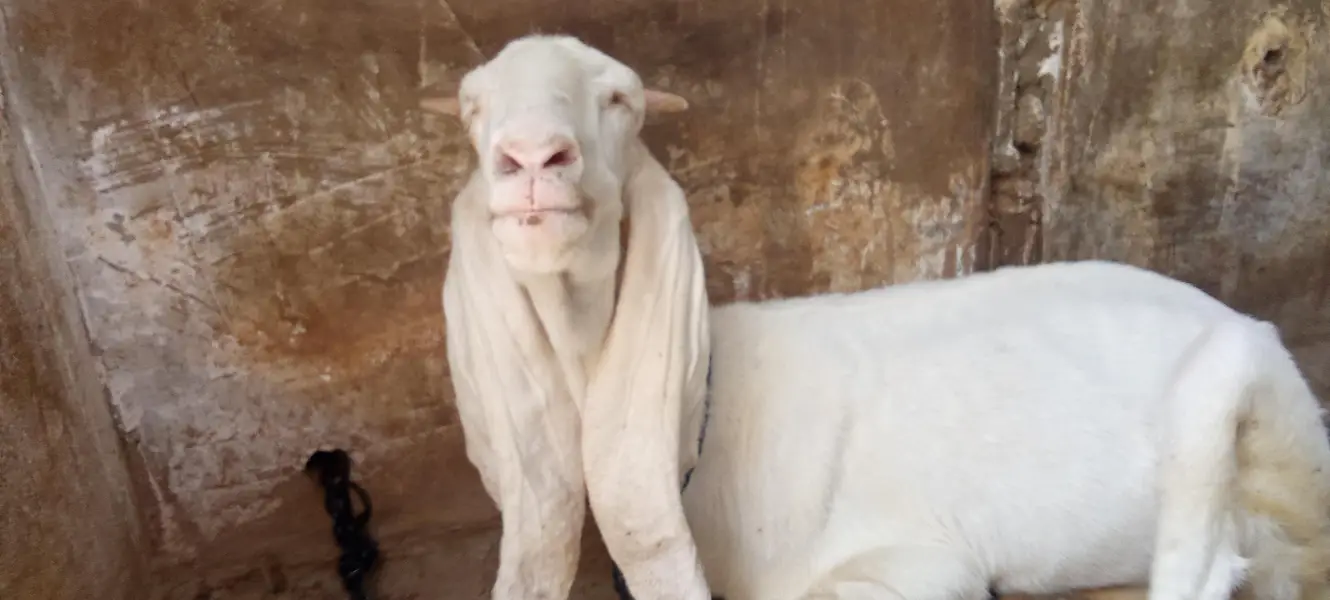 2 gulabi Gabban bakri nihayat Kam kimat — photo 2