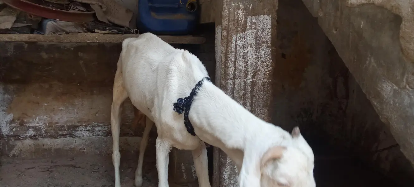 2 gulabi Gabban bakri nihayat Kam kimat — photo 3