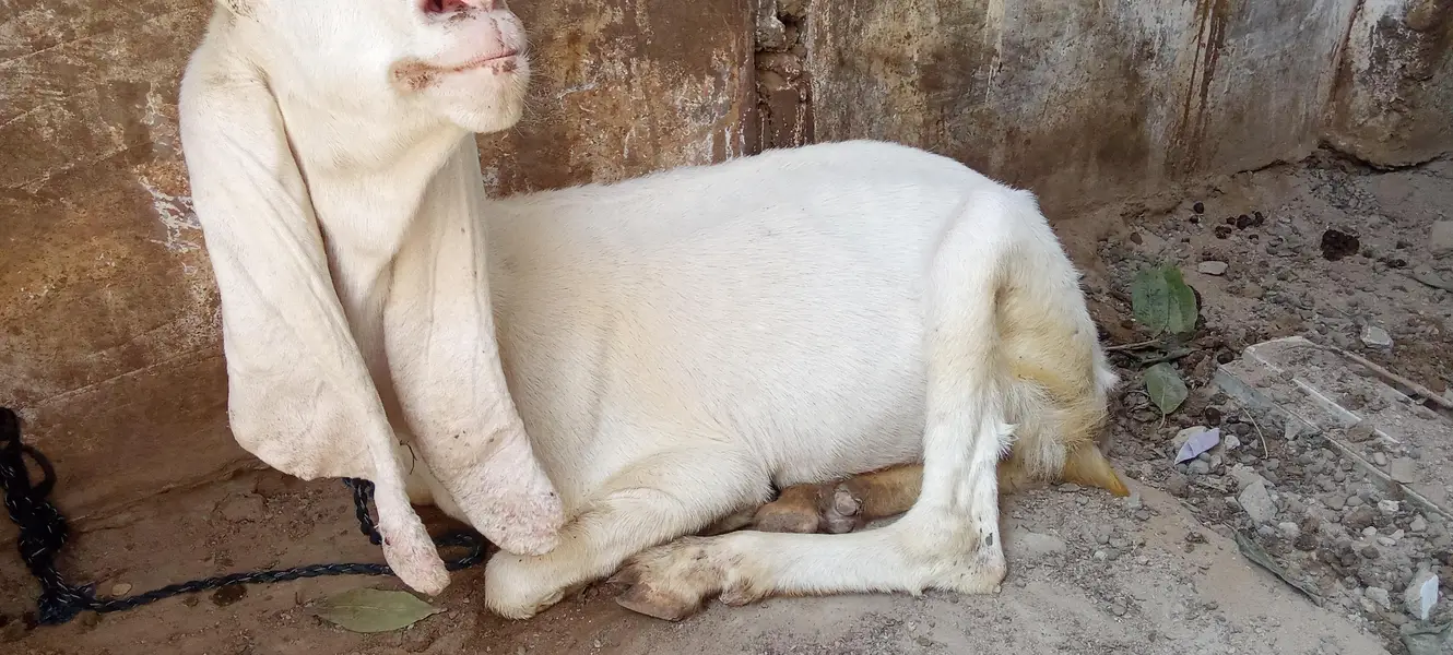2 gulabi Gabban bakri nihayat Kam kimat — photo 4