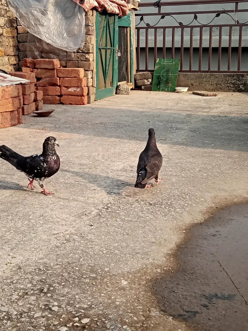 Sherazi and Fantail for sale ! — photo 10