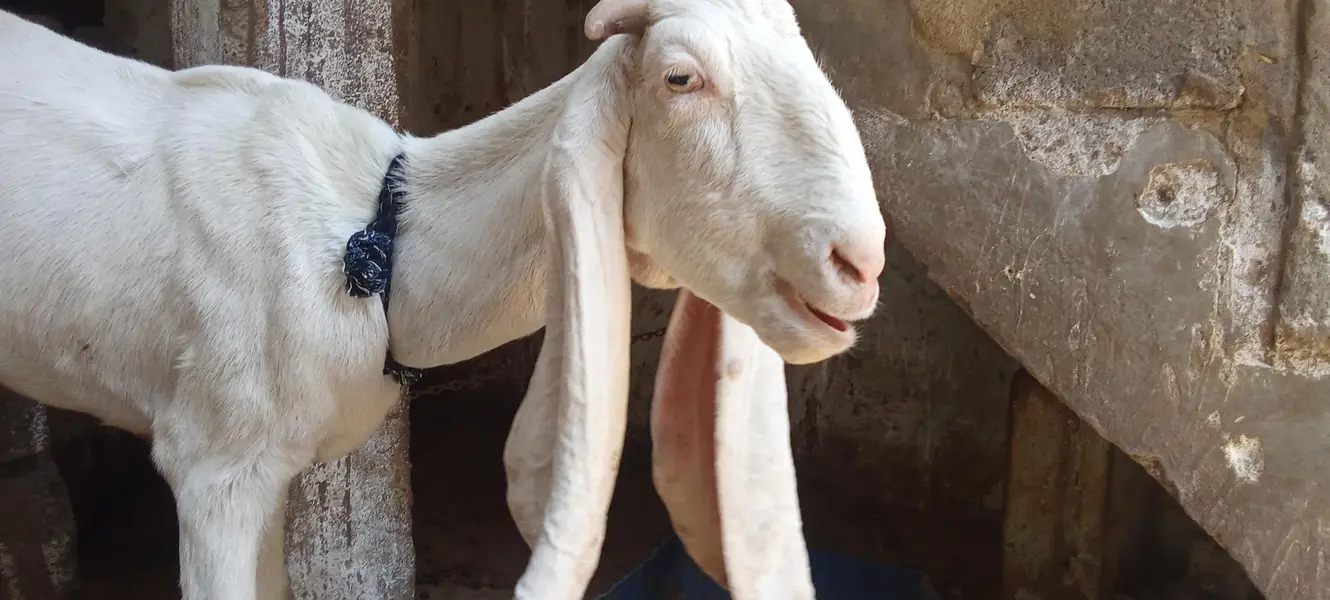 2 gulabi Gabban bakri nihayat Kam kimat — photo 5