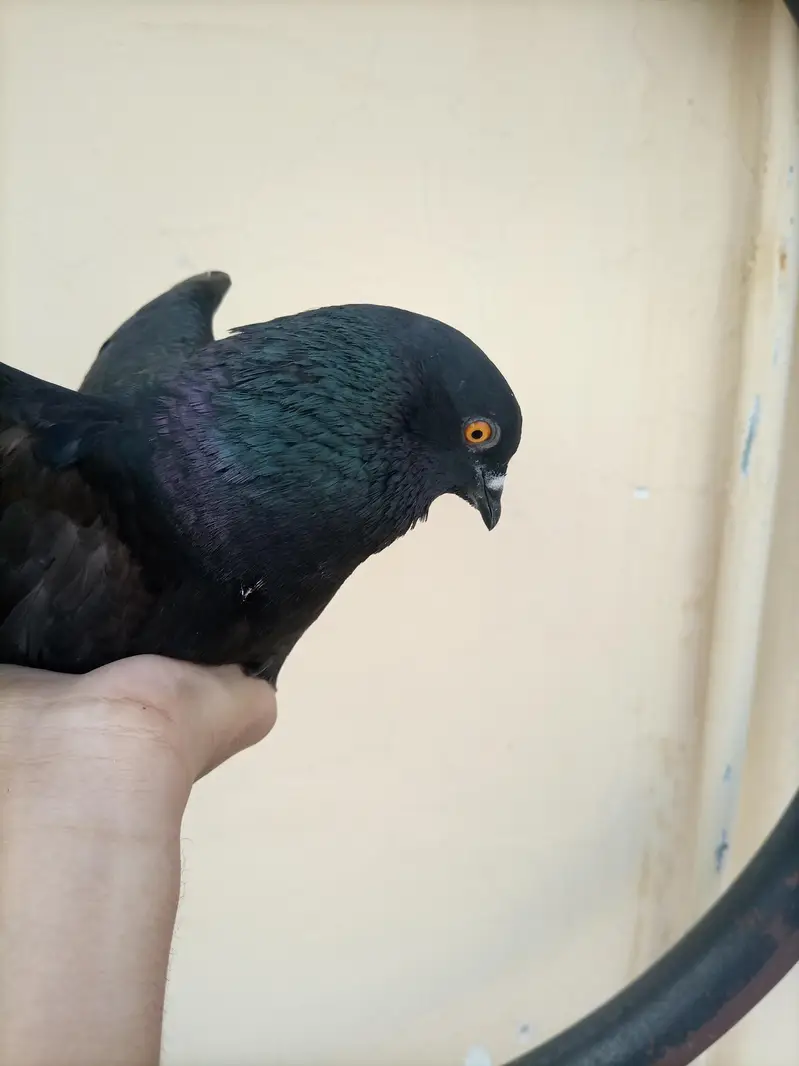 Sherazi and Fantail for sale ! — photo 11