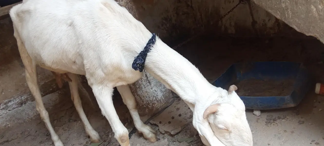 2 gulabi Gabban bakri nihayat Kam kimat — photo 6