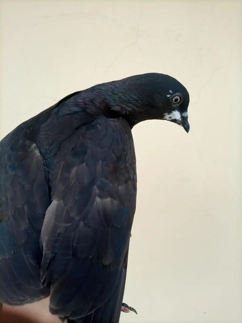 Sherazi and Fantail for sale ! — photo 12