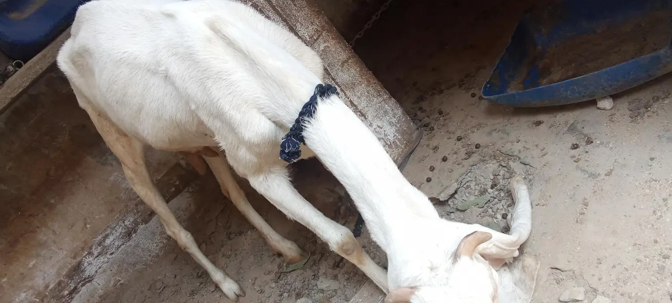 2 gulabi Gabban bakri nihayat Kam kimat — photo 7