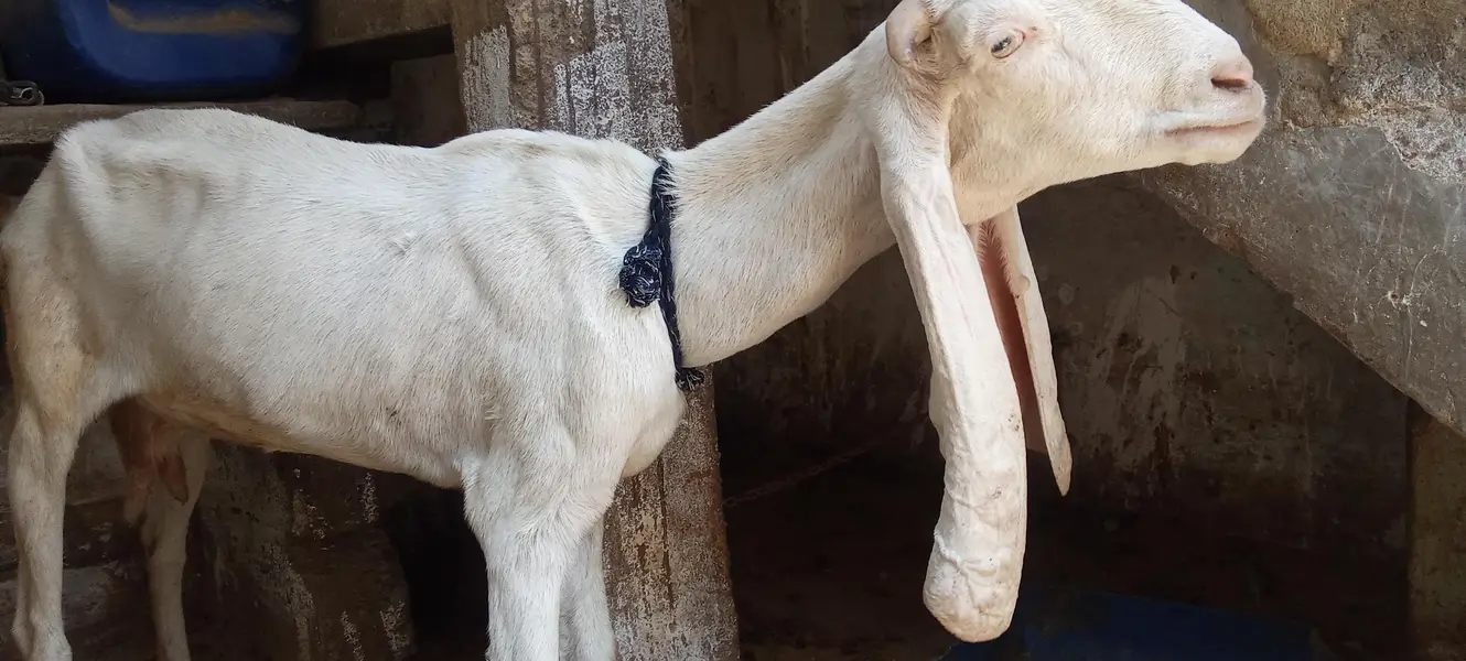 2 gulabi Gabban bakri nihayat Kam kimat — photo 8