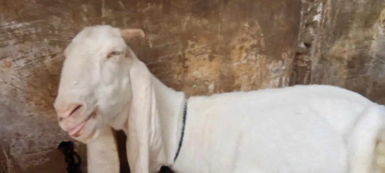2 gulabi Gabban bakri nihayat Kam kimat — photo 9