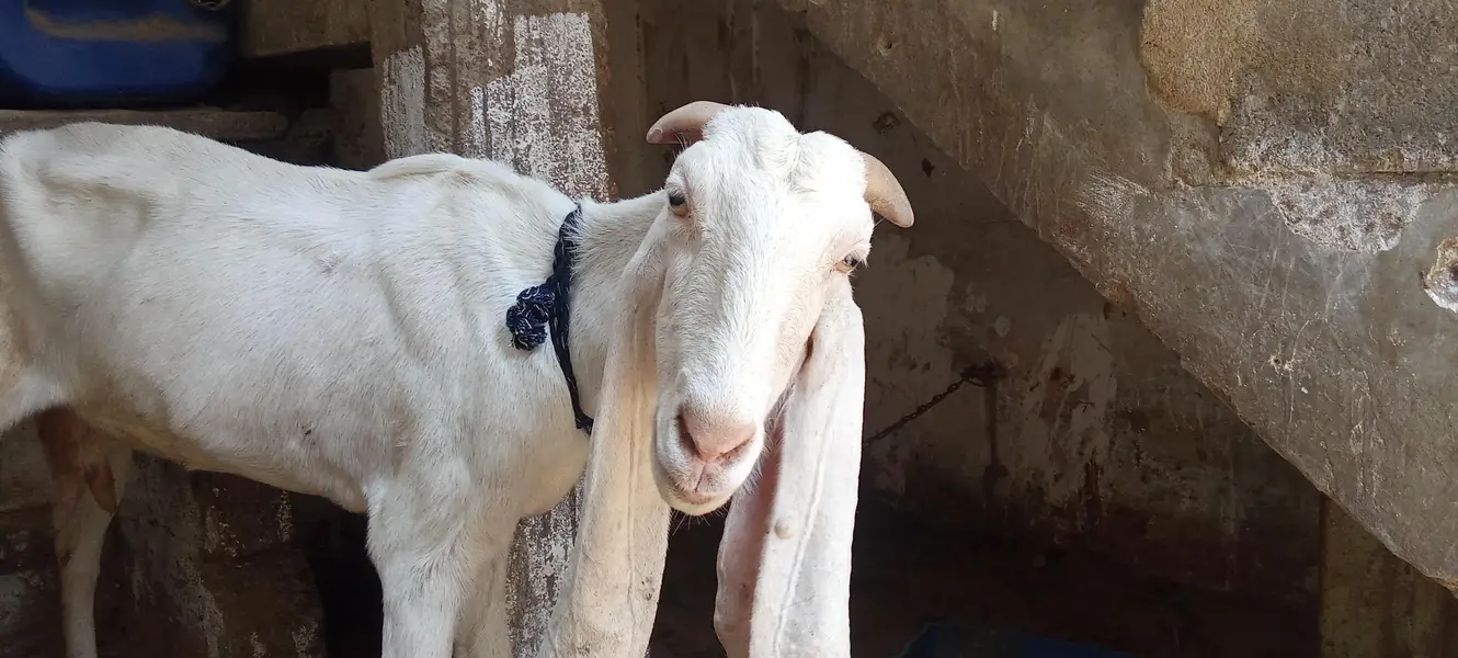 2 gulabi Gabban bakri nihayat Kam kimat — photo 10
