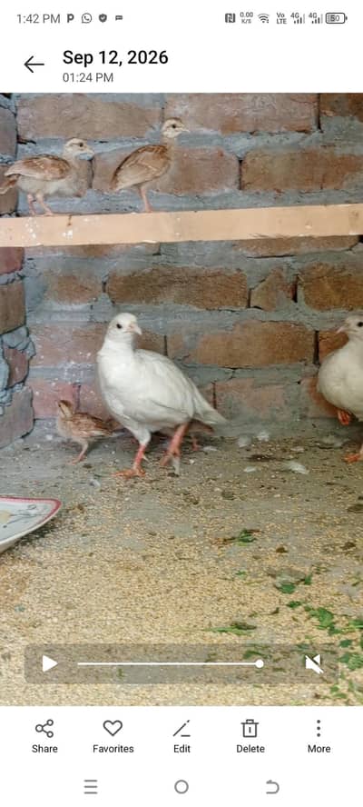 FULL WHITE JORA FOR SALE