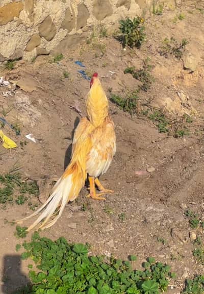 Santol breader for sale