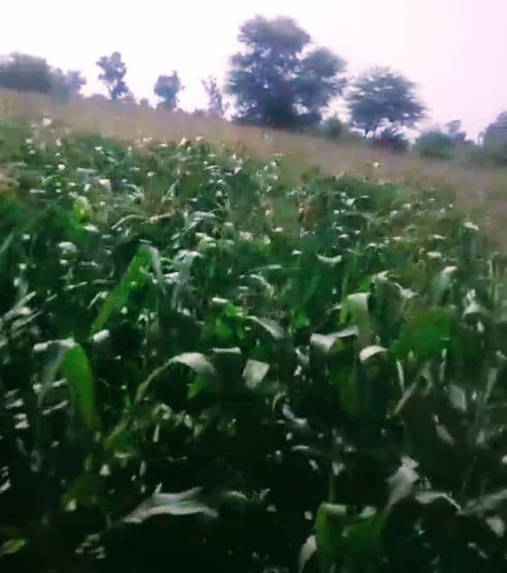 مکئ کی فصل سائیلیج کیلیے دستیاب ہے۔ 0